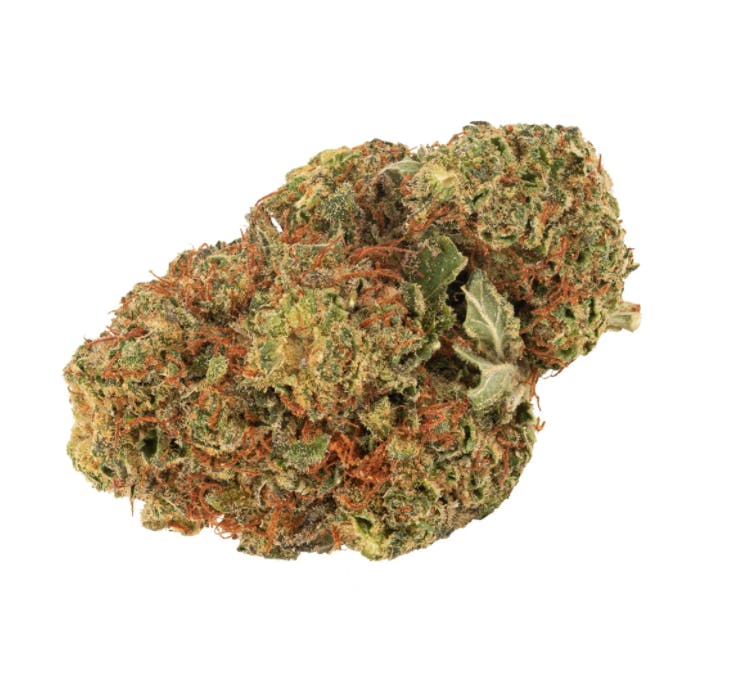 Daily Special Indica